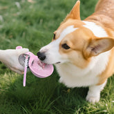 Dog drinking from a portable dog water bottle for small dogs on grass, showcasing its practical design and leak-proof feature.